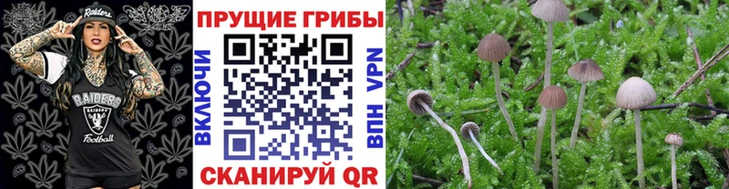 закладки  Неман  Галлюциногенные грибы Psilocybine cubensis 